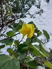 Hibiscus tiliaceus image