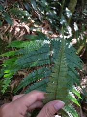Polystichum biaristatum