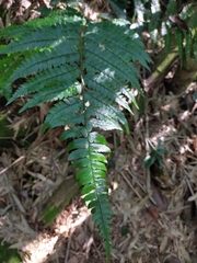 Polystichum biaristatum