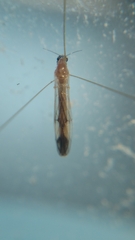 Limoniinae