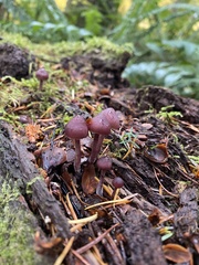 Laccaria amethysteo-occidentalis