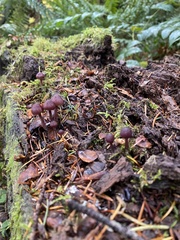 Laccaria amethysteo-occidentalis
