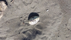 Charadrius obscurus aquilonius