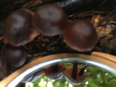 Macrocystidia cucumis
