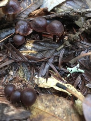 Macrocystidia cucumis