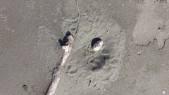 Charadrius obscurus aquilonius