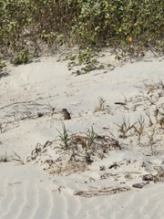 Xerospermophilus spilosoma