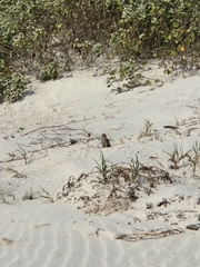Xerospermophilus spilosoma