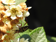 Placosternus erythropus