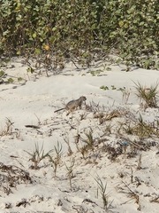 Xerospermophilus spilosoma