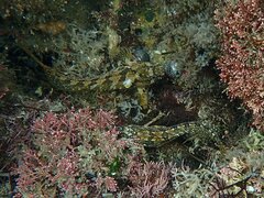 Hypsoblennius gentilis