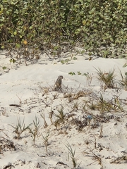Xerospermophilus spilosoma