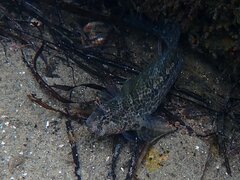 Hypsoblennius gentilis