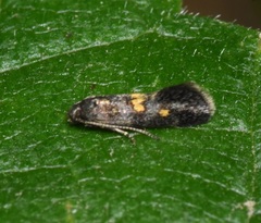 Chrysoesthia