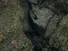 Hypsoblennius gentilis