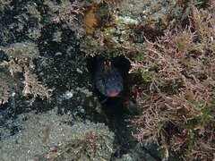Hypsoblennius gentilis