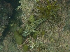 Hypsoblennius gentilis