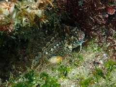 Hypsoblennius gentilis