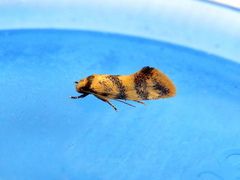 Olbonoma triptycha