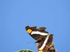 Doxocopa laure laure