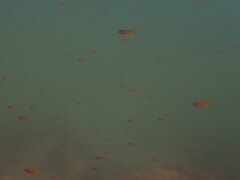 Chromis punctipinnis