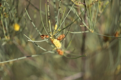 Acacia tenuissima