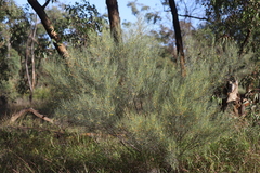 Acacia tenuissima