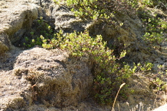 Arctostaphylos × media