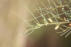 Acacia tenuissima