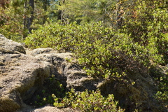 Arctostaphylos × media