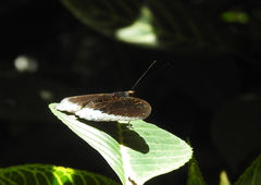 Lexias dirtea