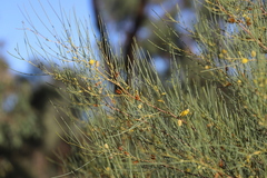 Acacia tenuissima