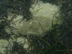 Paralichthys californicus