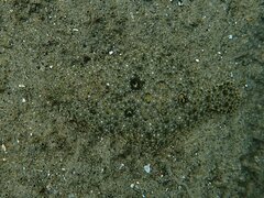 Paralichthys californicus