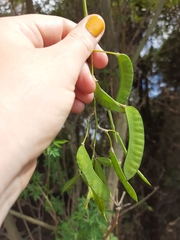 Chamaecytisus prolifer