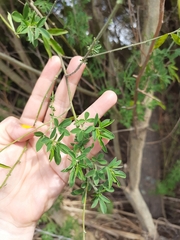 Chamaecytisus prolifer