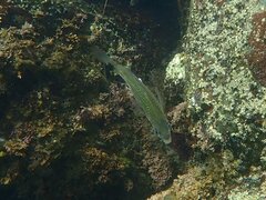 Cymatogaster aggregata