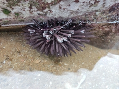 Stomopneustes variolaris