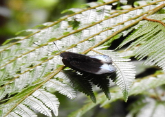 Lexias dirtea
