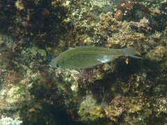 Cymatogaster aggregata