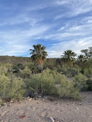 Washingtonia filifera