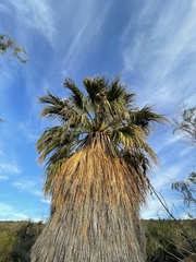 Washingtonia filifera