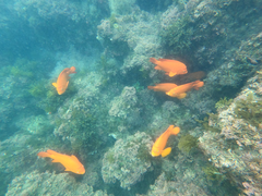 Hypsypops rubicundus