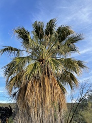 Washingtonia filifera