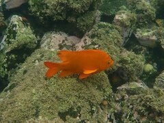 Hypsypops rubicundus