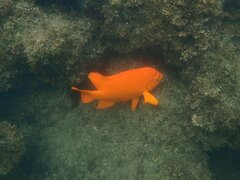 Hypsypops rubicundus