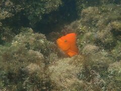 Hypsypops rubicundus