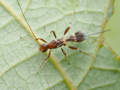 Doryctinae