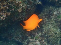 Hypsypops rubicundus