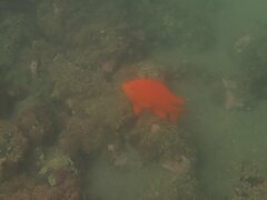 Hypsypops rubicundus